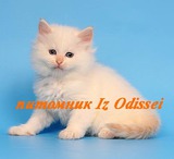 Невские Маскарадные котята РЕДКИХ окрасов!