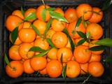 Апельсины оптом