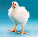 Инкубационное яйцо бройлера Кобб 500, Росс 308, Хаббард, Редбро оптом