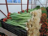 Тюльпаны, луковицы тюльпанов, выгонка тюльпанов в России