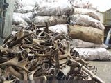 Куплю рога лося