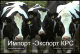 Продажа коров дойных, нетелей молочных пород в Воронеже