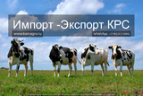 Продажа коров дойных, нетелей молочных пород в Череповеце