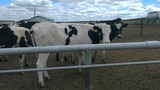 Продажа коров дойных, нетелей молочных пород в Орёле