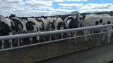 Продажа коров дойных, нетелей молочных пород во Владикавказе
