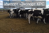 Продажа коров дойных, нетелей молочных пород в Подольске