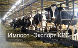 Продажа коров дойных, нетелей молочных пород в Нижнекамске