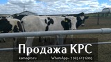 Продажа коров дойных, нетелей молочных пород в Орске