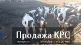 Продажа коров дойных, нетелей молочных пород в Серпухове