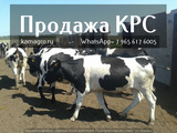 Продажа коров дойных, нетелей молочных пород в Каспийске