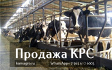 Продажа коров дойных, нетелей молочных пород в Сергиевом Посаде
