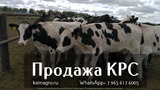 Продажа Нетелей, Коров, Телок из России в Хабаровске
