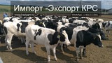 Продажа племенных пород КРС живым весом из России в Новосибирске