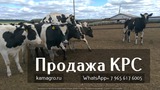 Продажа племенных пород КРС живым весом из России во Владимире