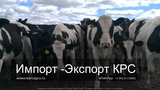 Продажа коров дойных, нетелей молочных пород в Железногорске