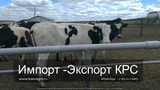 Продажа коров дойных, нетелей молочных пород в Ногинске
