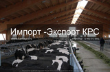 Продажа коров дойных, нетелей молочных пород в Каэмшехр, Иран