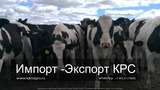 Продажа коров дойных, нетелей молочных пород в Хомейнишехр, Иран