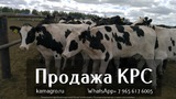 Продажа коров дойных, нетелей молочных пород в Керман, Иран