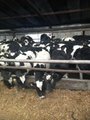 Продажа коров дойных, нетелей молочных пород в Ткибули
