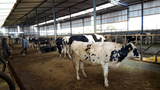 Продажа коров дойных, нетелей молочных пород в Каспи