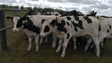 Продажа коров дойных, нетелей молочных пород в Чиатура