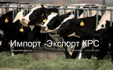Продажа коров дойных, нетелей молочных пород в Телави
