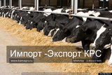 Продажа коров дойных, нетелей молочных пород в Поти