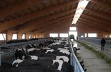 Продажа коров дойных, нетелей молочных пород в Гори