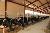 Продажа коров дойных, нетелей молочных пород в Зугдиди