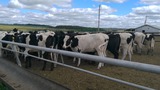 Продажа коров дойных, нетелей молочных пород в Рустави