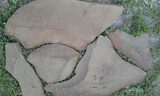 Камень Фонтанка серо-зелёный натуральный песчаник природный пластушка