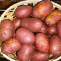 Овощи оптом с ежедневной отгрузкой из Алтайского края