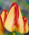 Луковицы лилий,тюльпанов из Голандии