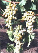 Сорт винограда