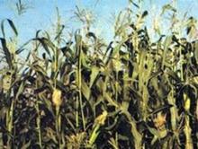 Поставим средства защиты растений.Предоставим дилерские цены, скидки.