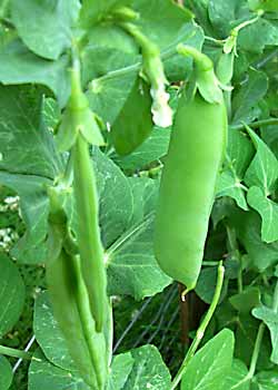 Предлагаем семена гороха посевного по цене 20 руб. за 1 кг.