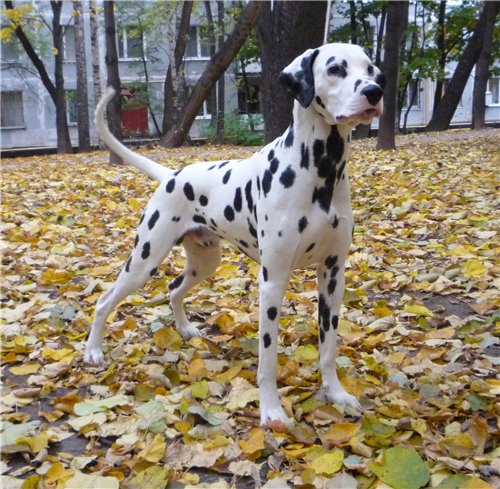 Щенки породы ДАЛМАТИН