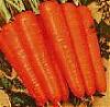 Продаю отборную морковь оптом