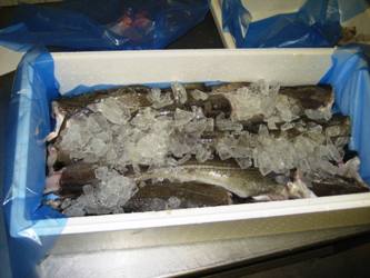 Охлаждённая морская рыба  из Мурманска
