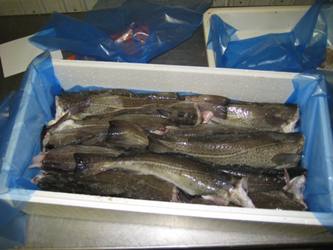 Охлаждённая морская рыба  из Мурманска