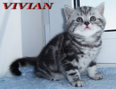 Британские мраморные котята из питомника VIVIAN.