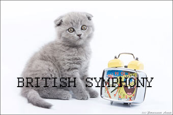 Продаются шотландские вислоухие и британские котята из питомника "BRITISH SYMPHONY"