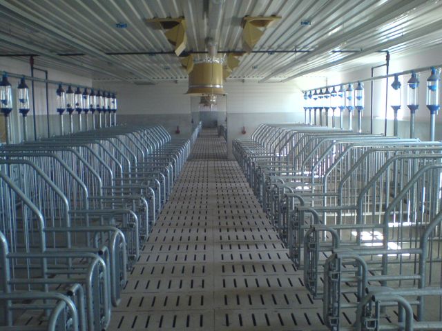 Свиноводство. Станочное оборудование для свиноводческих ферм.