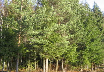 Сад.участки от 300 т. руб. Всеволожский р-н 20 км от Санкт-Петербурга