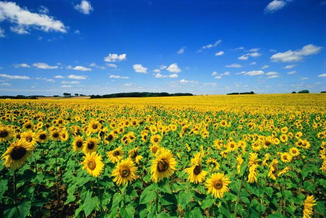 Восточные семечки подсолнечника