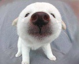 Размещение объявлений на досках