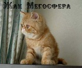 Экзотический котик