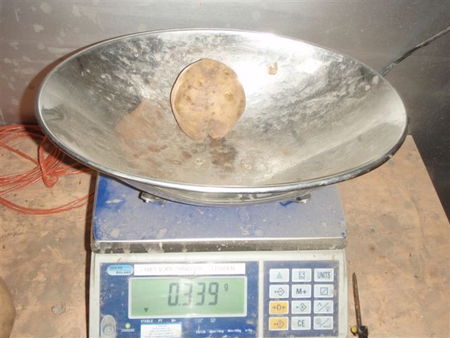 КАРТОФЕЛЬ ТОВАРНЫЙ 45+ КАЧЕСТВНЕННЫЙ, ГОДНЫЙ ДЛЯ ХРАНЕНИЯ ПРОДАЁМ!