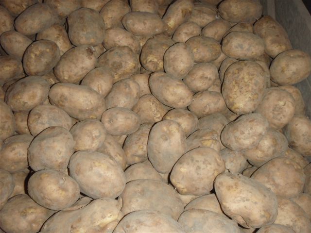 КАРТОФЕЛЬ КАЧЕСТВЕННЫЙ 45+ ДЛЯ ХРАНЕНИЯ ПРОДАЁМ!